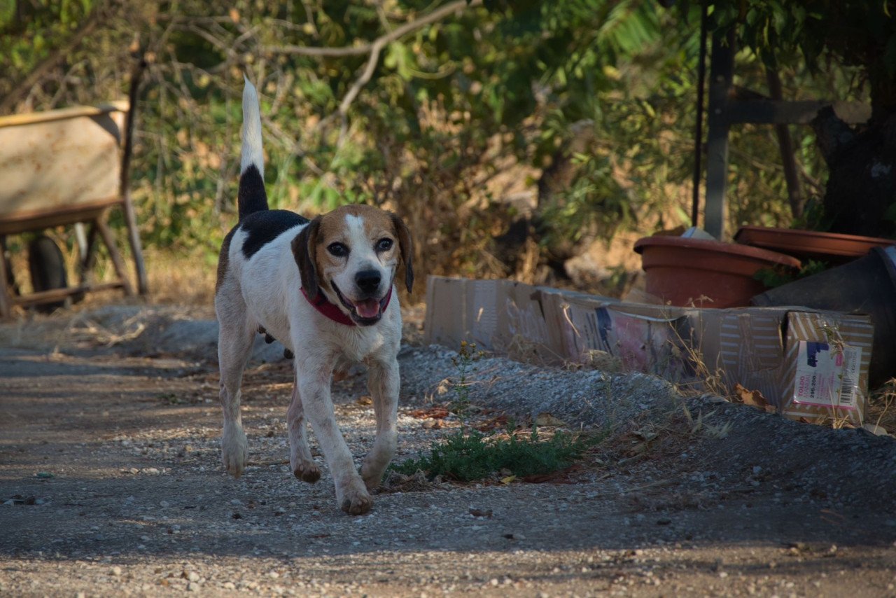 Deze hele lieve Beagle zoekt een heel lief baasje!