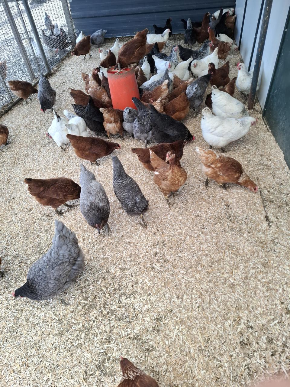 Er zijn weer volop nieuwe leghennen, sier- en krielkippen