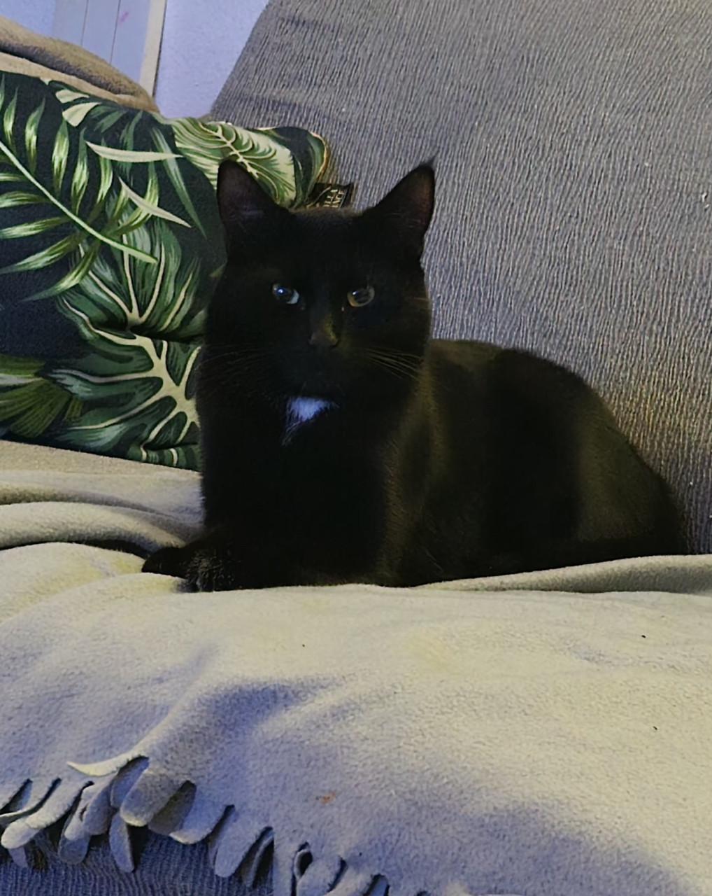 2 kittens zoeken gouden mandje