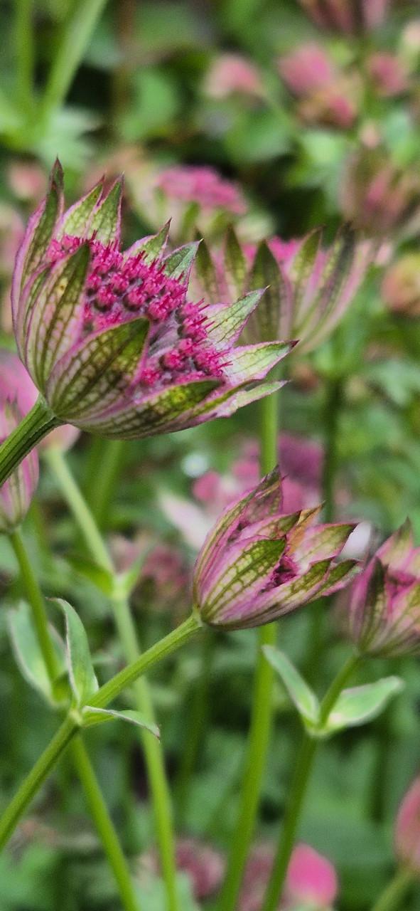 Tuinplanten bio gekweekt