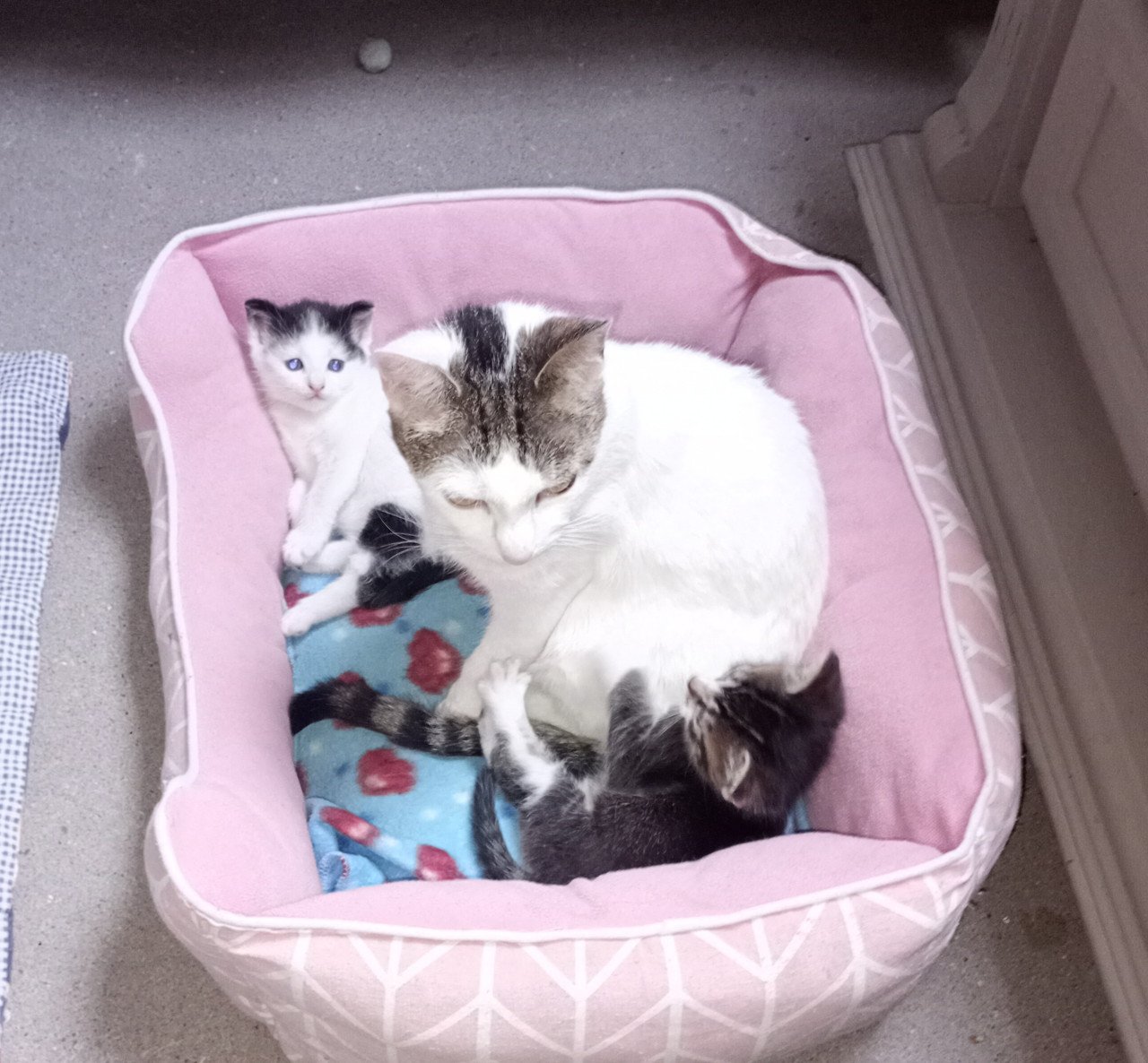 Kittens