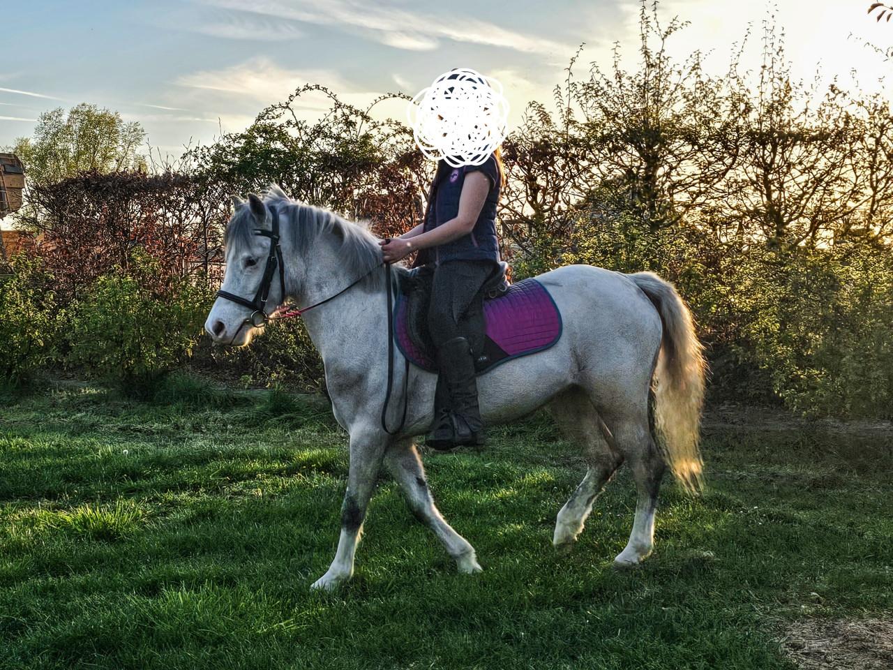 Knappe welsh pony merrie