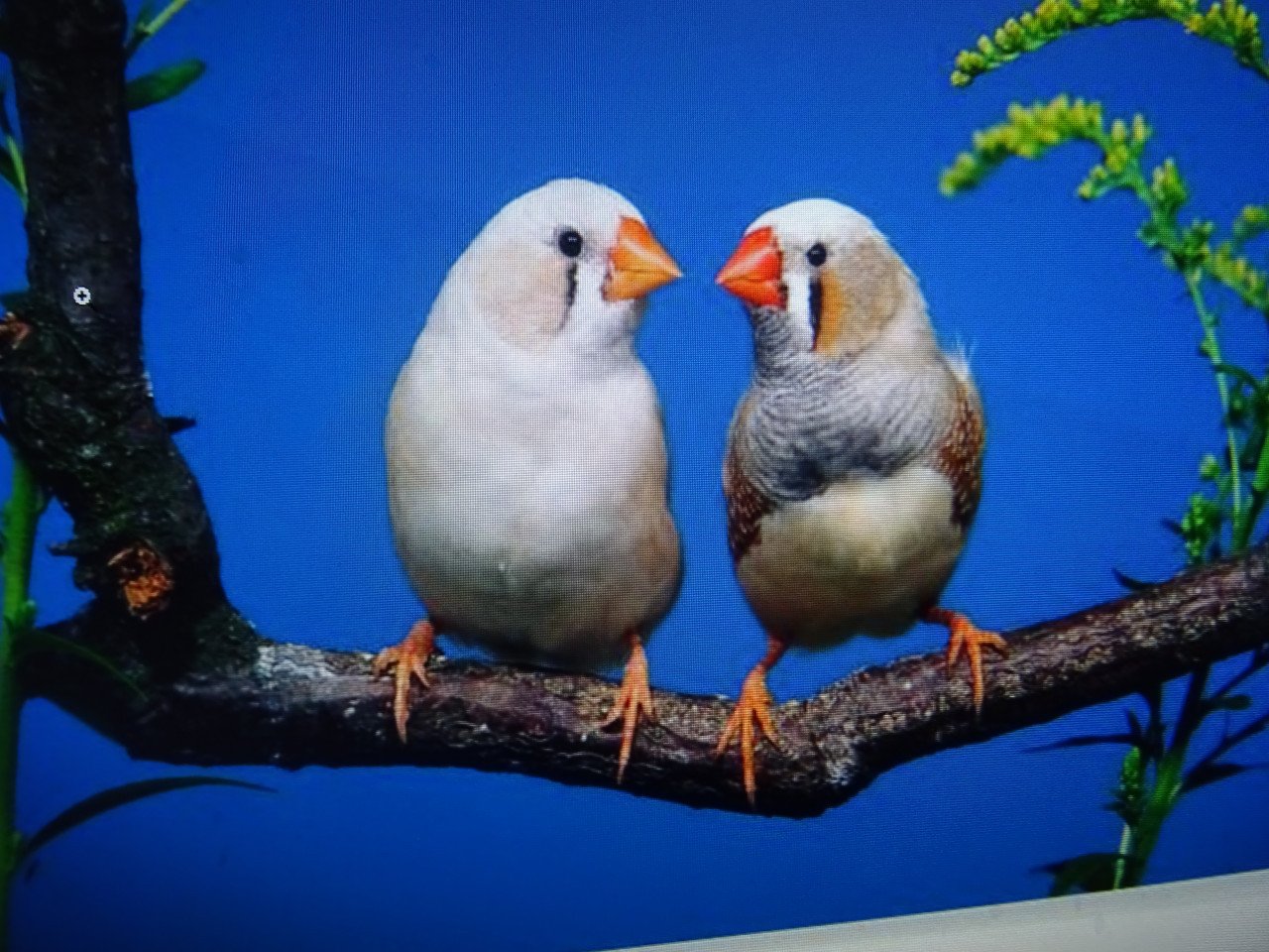 Te koop mooie wat grotere zebravinken broedrijp