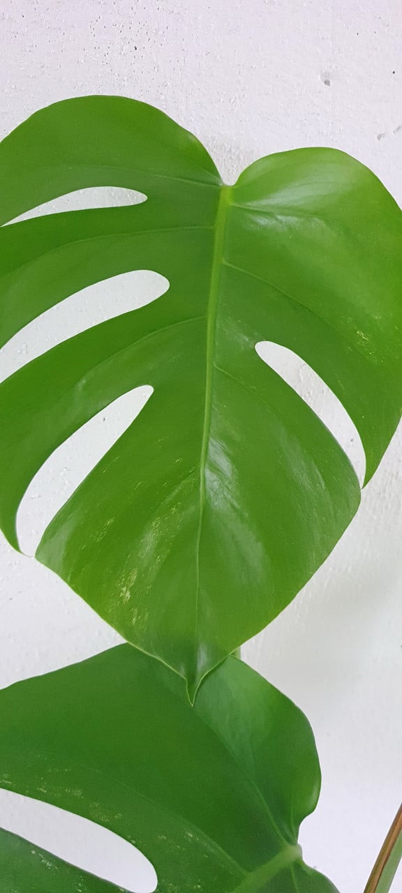 Monstera minimal Variegata