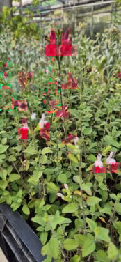 Vaste planten biologisch opgekweekt