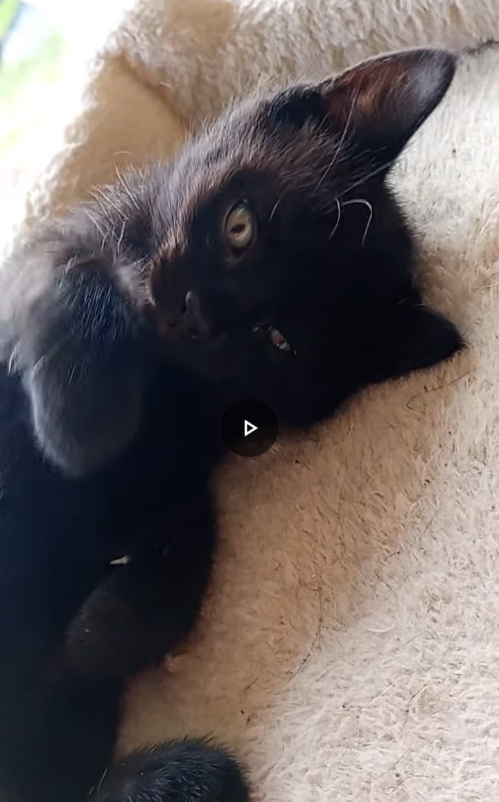 2 prachtige kittens