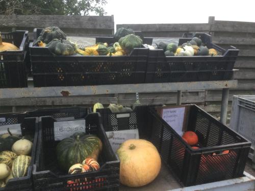 Kalebassen en pompoenen