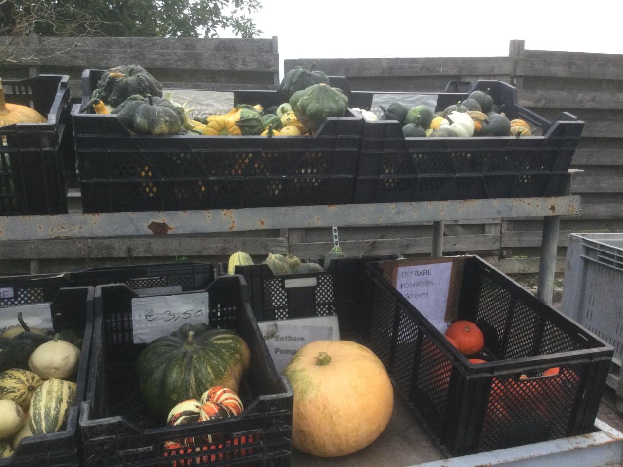 Kalebassen en pompoenen
