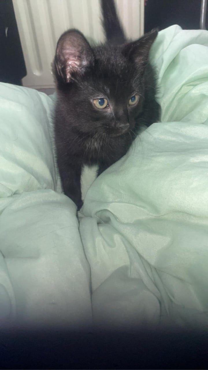 Kittens