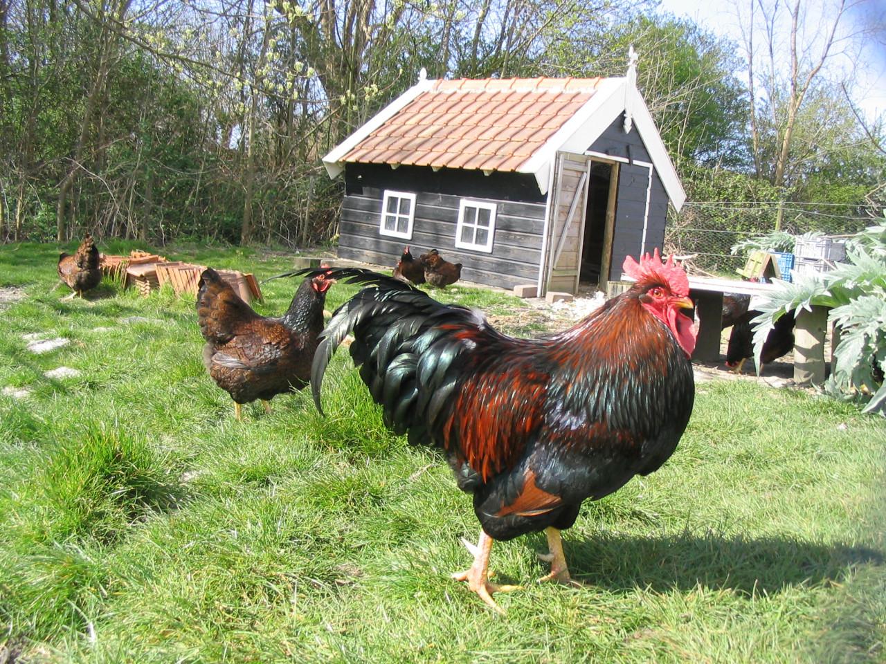 Broedeieren te koop van Barnevelder (groot - dubbel gezoomd)