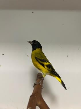 10-3 zwartkop/magellaan sijzen