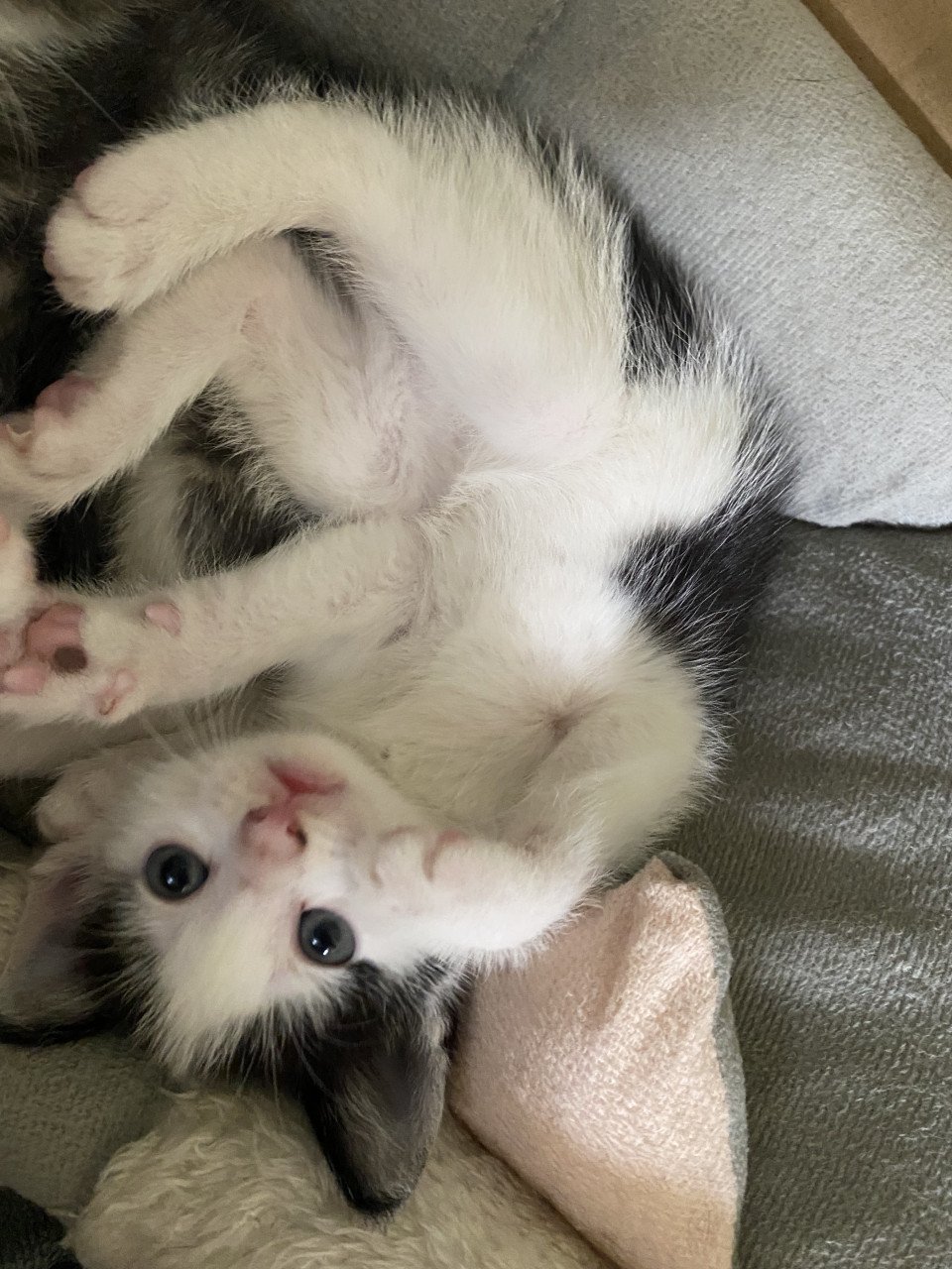 3 kittens