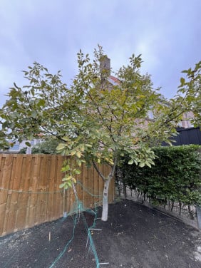 Volgroeiende Walnotenboom