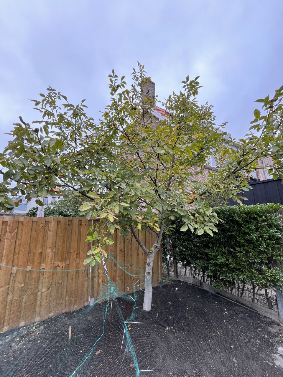 Volgroeiende Walnotenboom