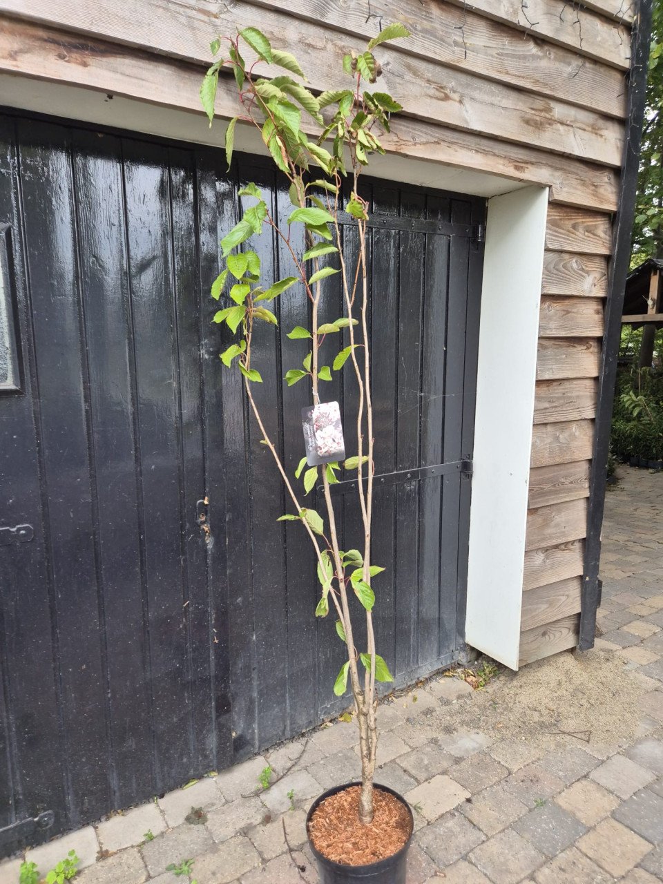 Japanse sierkers, oftewel de Prunus Serrulata Amanogawa.