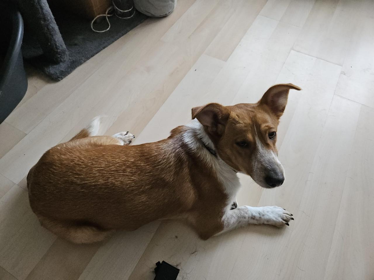 Lieve Zuza zoekt een thuis