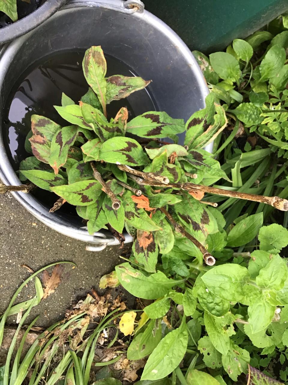 Persicaria