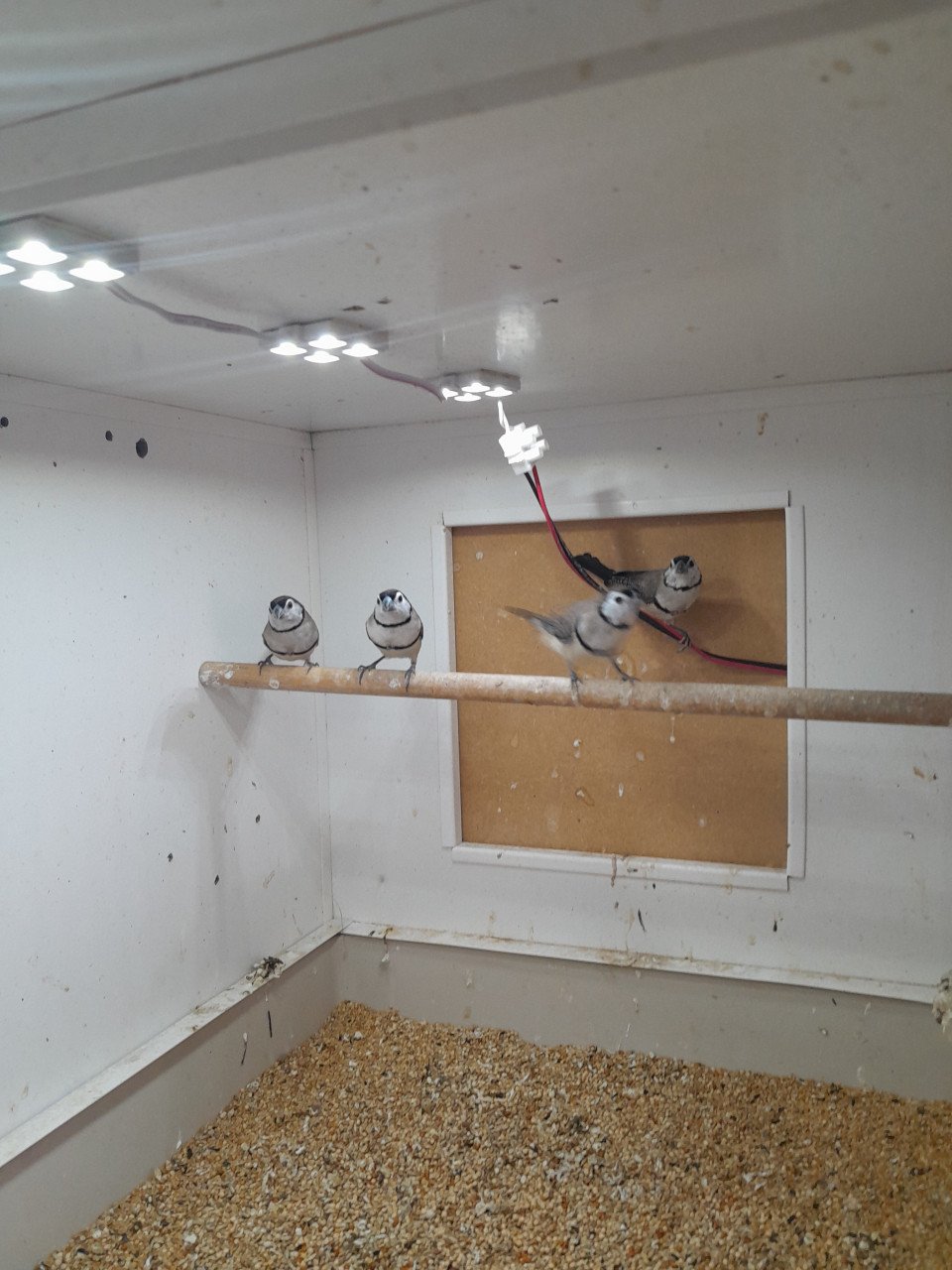 4 jonge bichenowsastrildes te koop