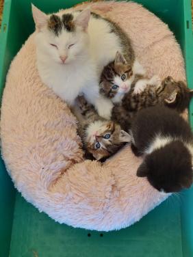 Prachtige jonge poesjes te koop