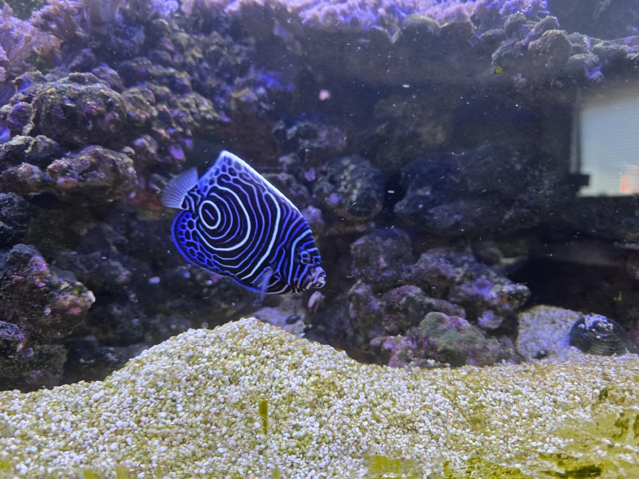 Mooi zeewater Aquarium