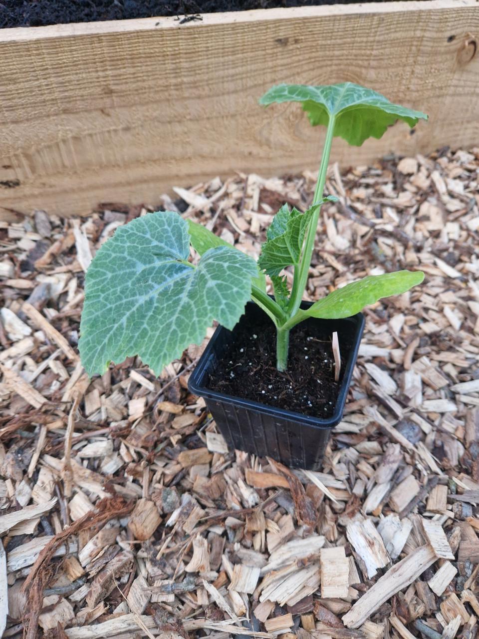 Courgetteplanten uit biologische zaden - 2 soorten