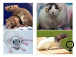 Verschillende ratten te koop