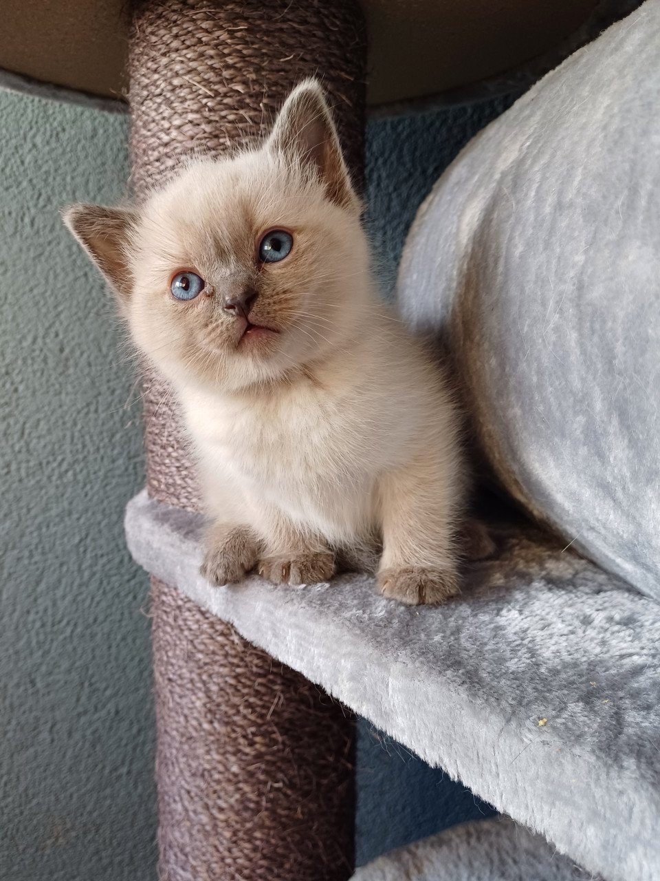 Super leuke Brits Korthaar x Ragdoll kittens beschikbaar.