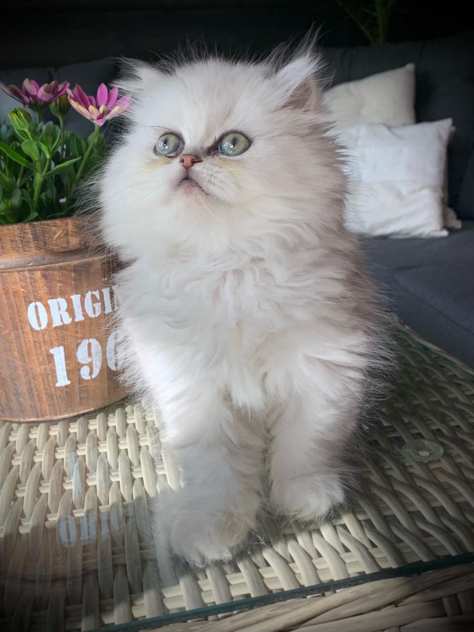 Perzische kitten poesje 13 weken .