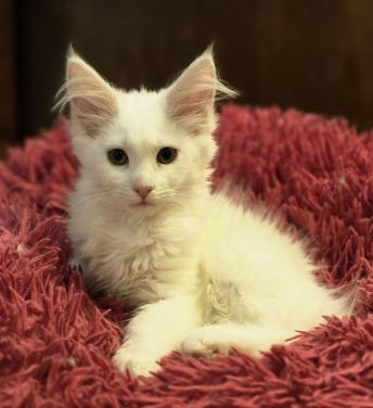Maine Coon kitten, spierwit