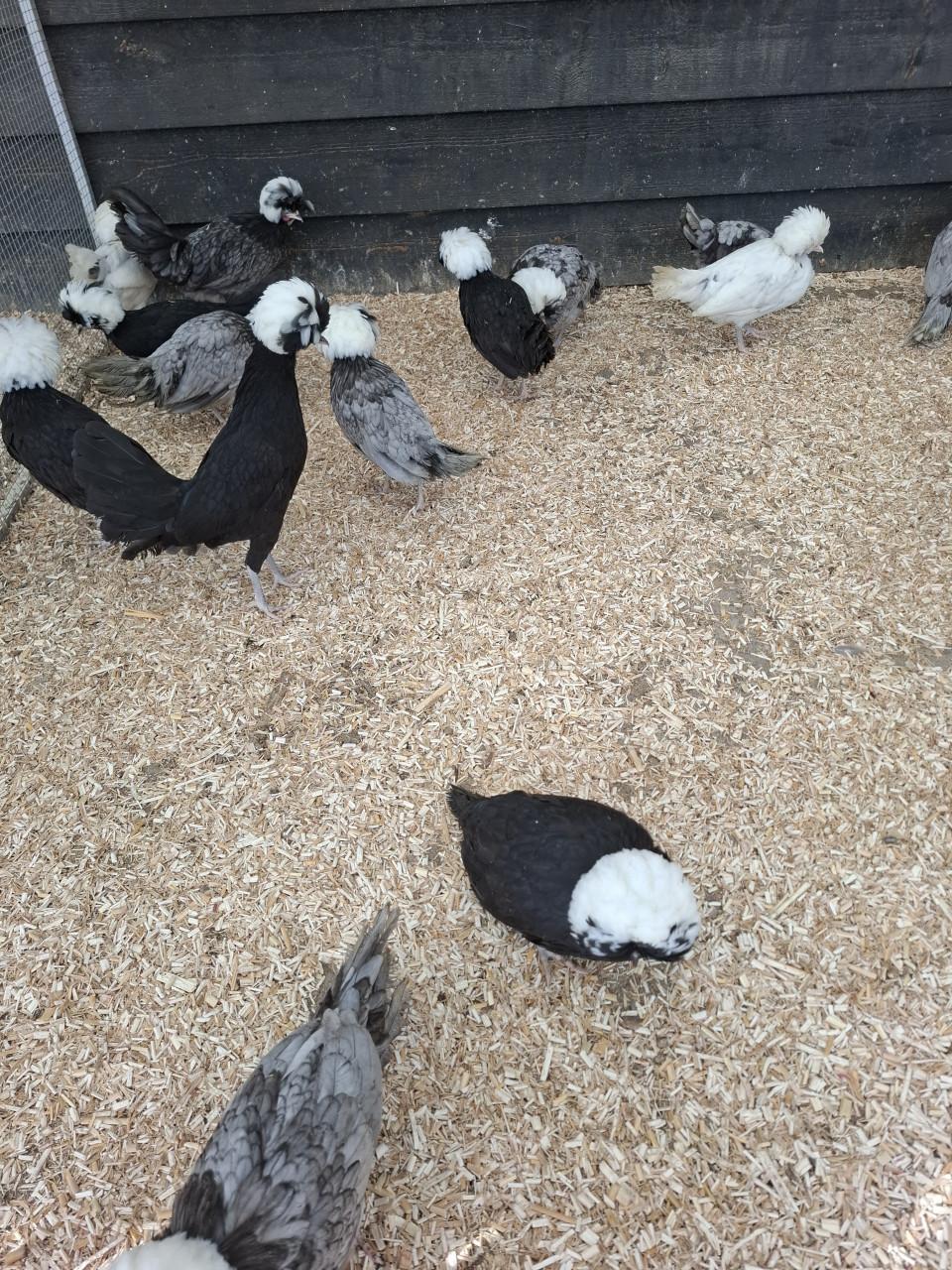 Er zijn weer nieuwe padua, zijdehoen, hollands kuifhoen, cochins en brahma