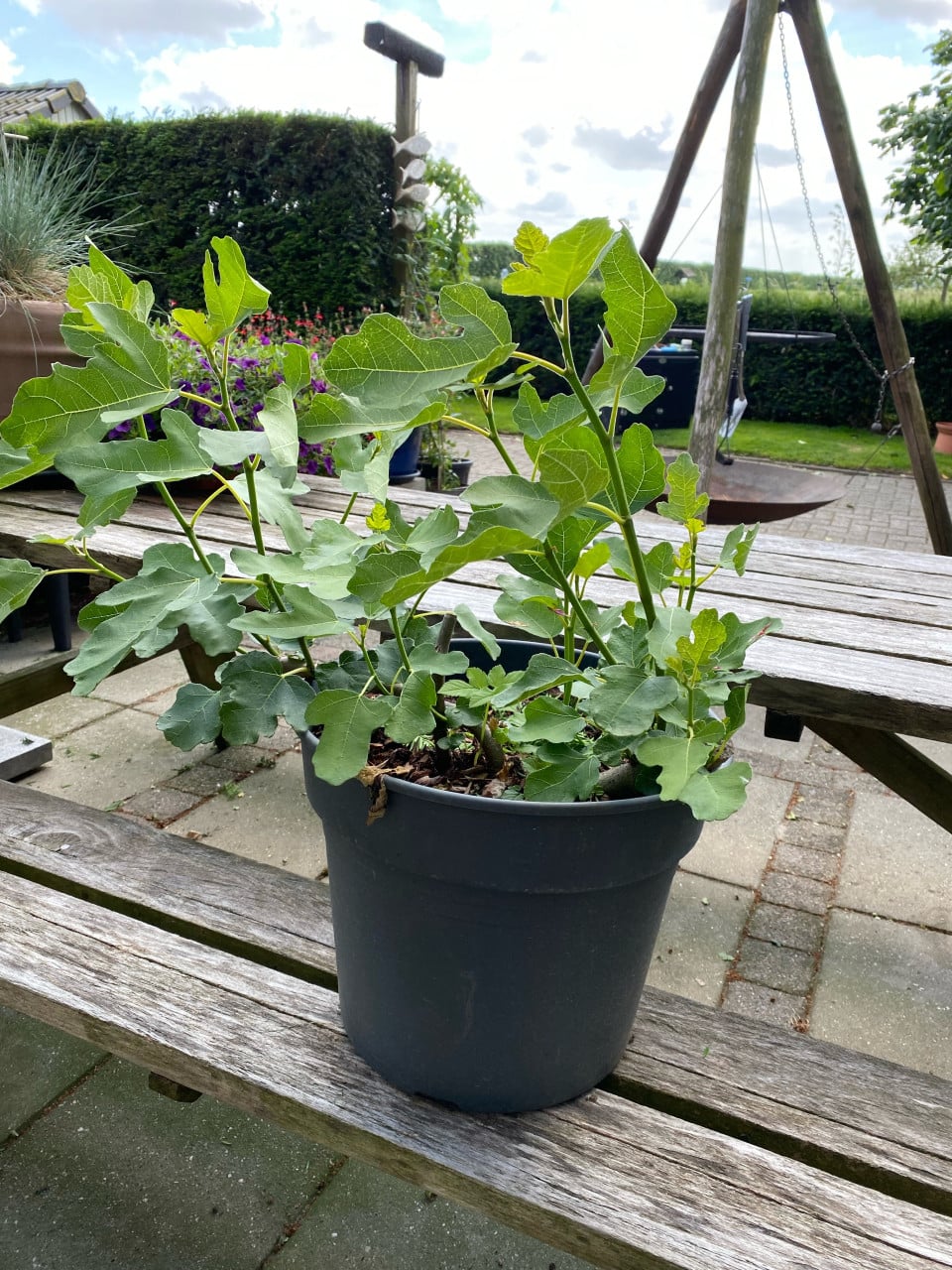 Vijgenboom