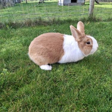 Hollander konijn