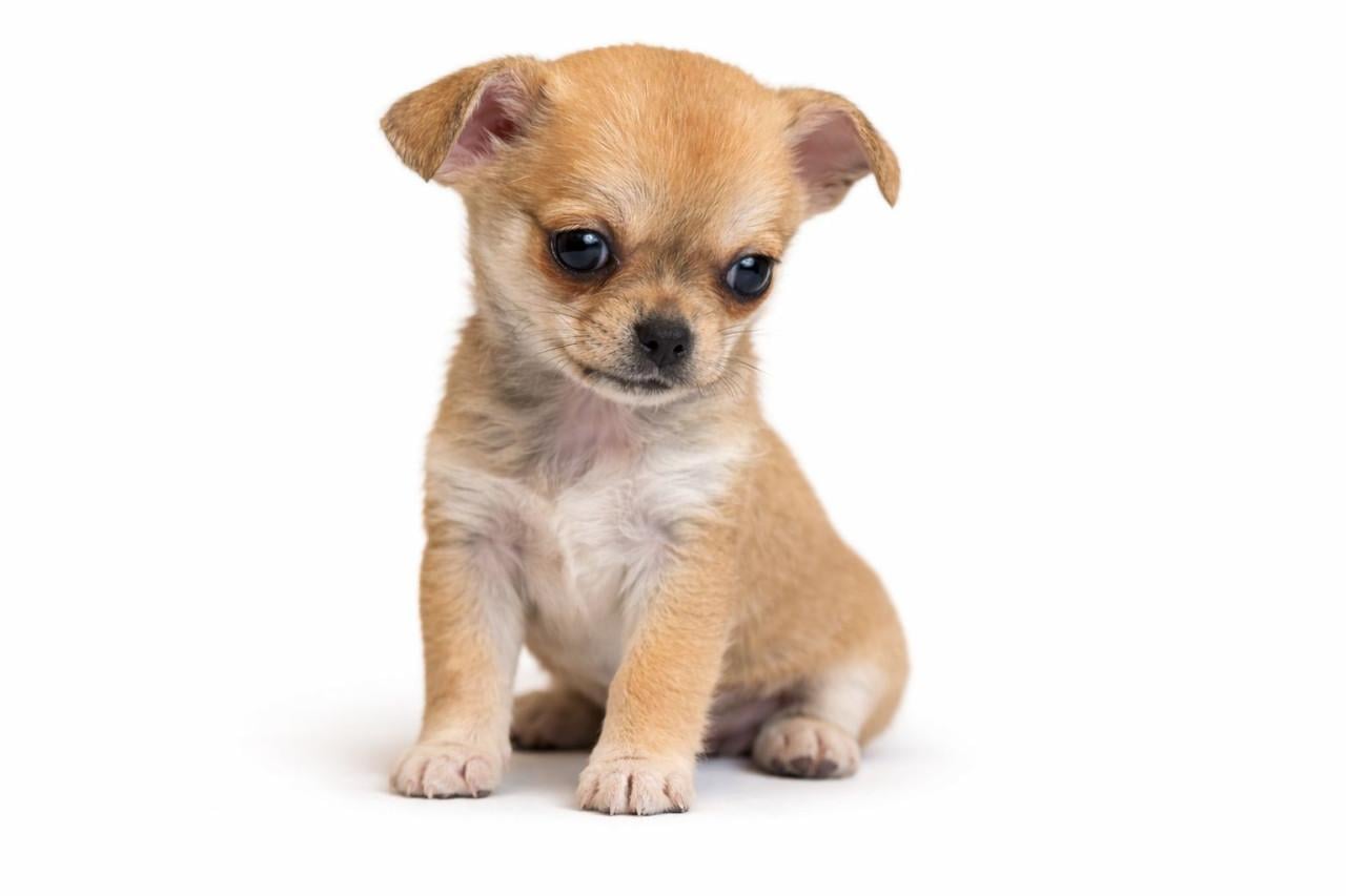 Prachtige chihuahua puppy's