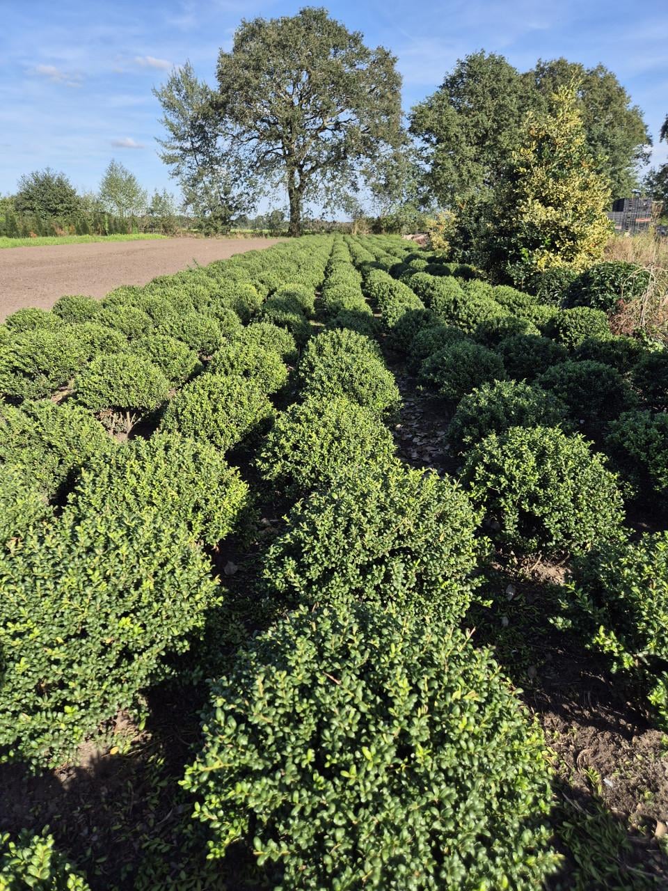 Ilex Crenata bolvormen