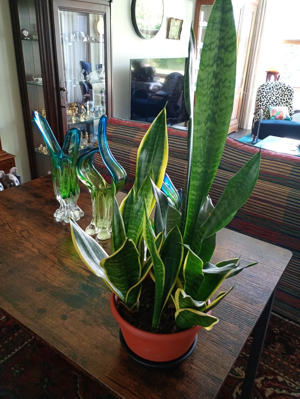 Plant Sansevieria