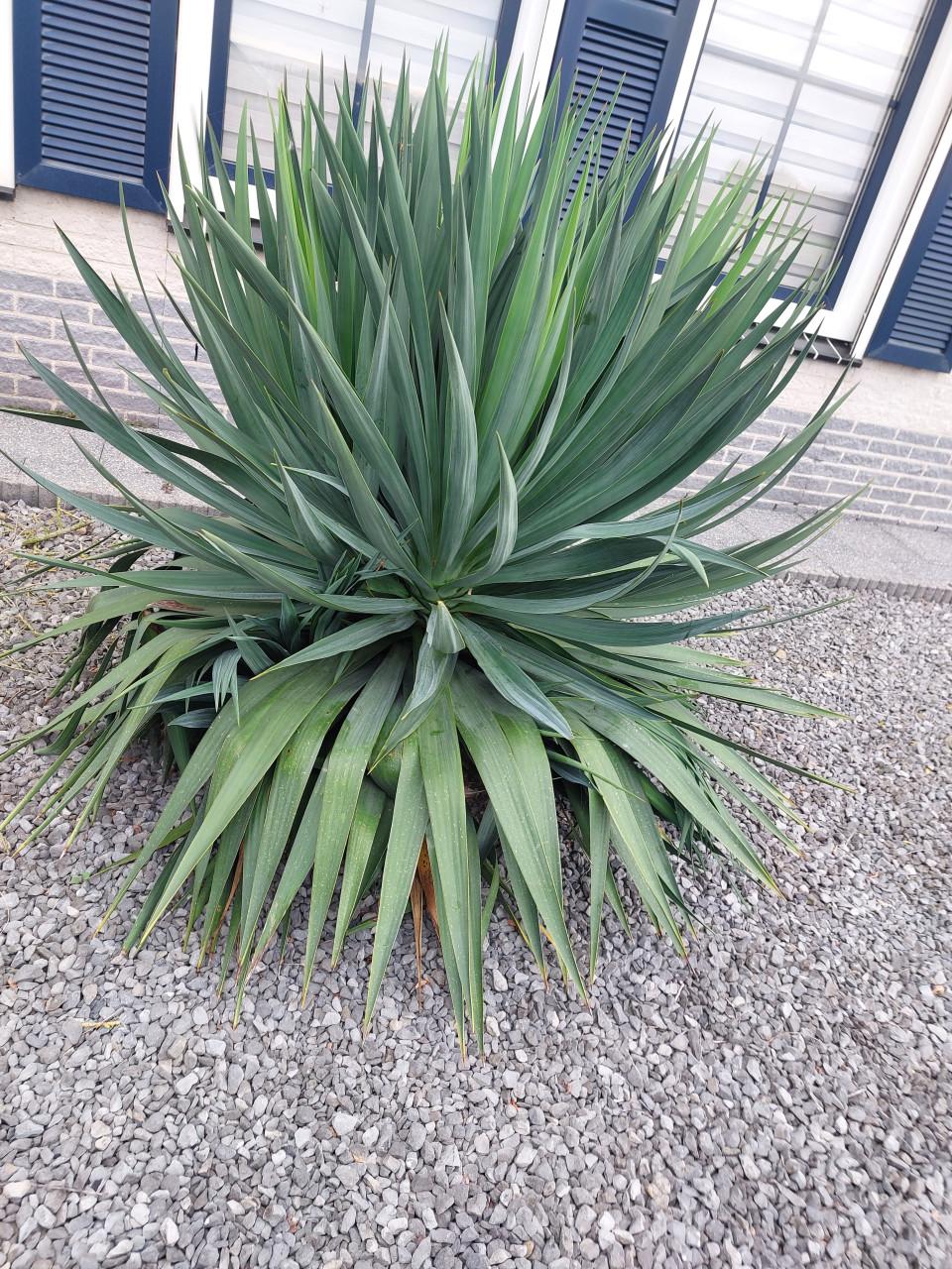 Grote Yucca. Gratis!