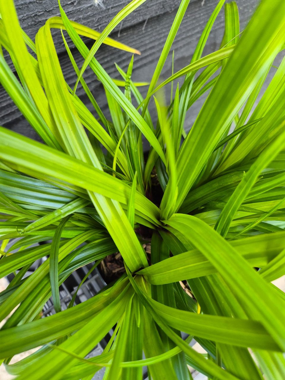 Carex Irish Green groenblijvend siergras