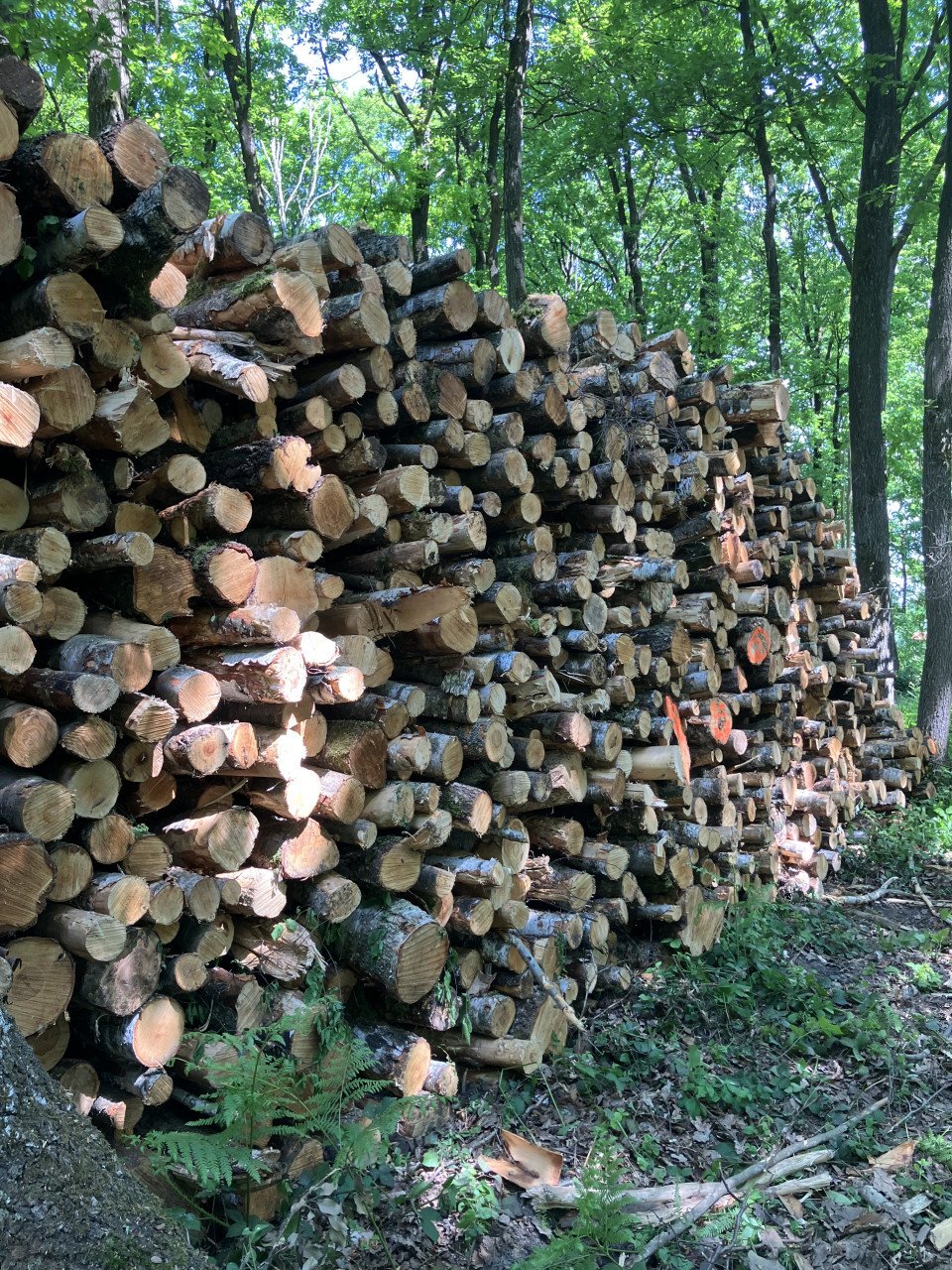 Mooie partij Berken haardhout!!
