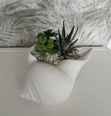 Plant kado
