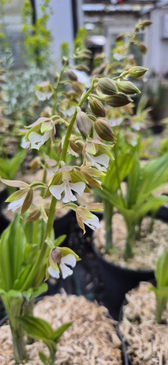 Winterharde Japanse orchidee