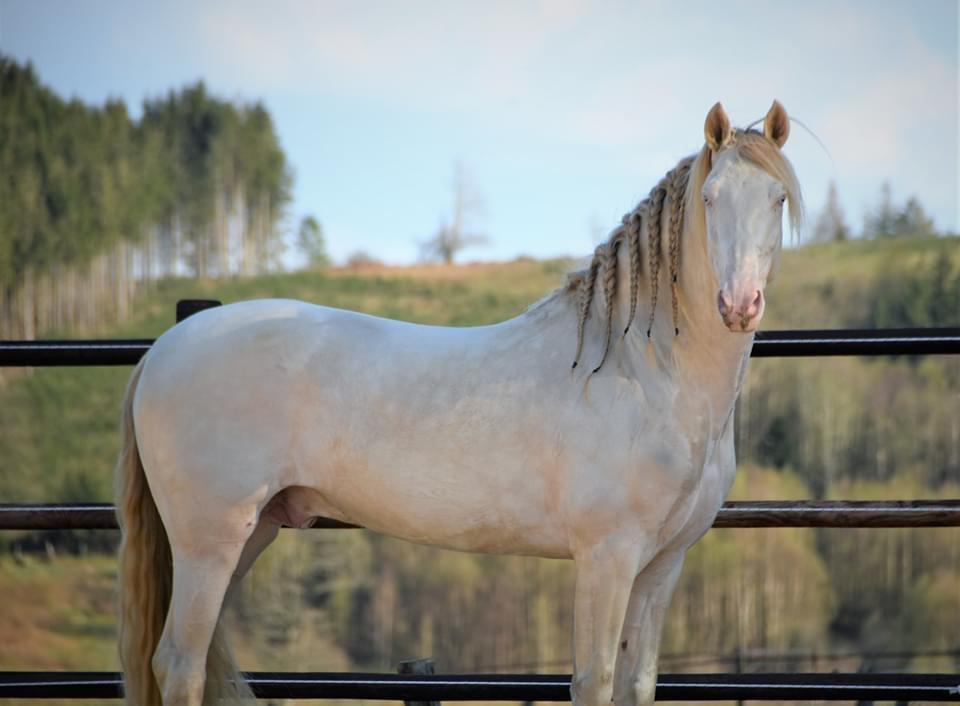 6-jarige Palomino PRE merrie