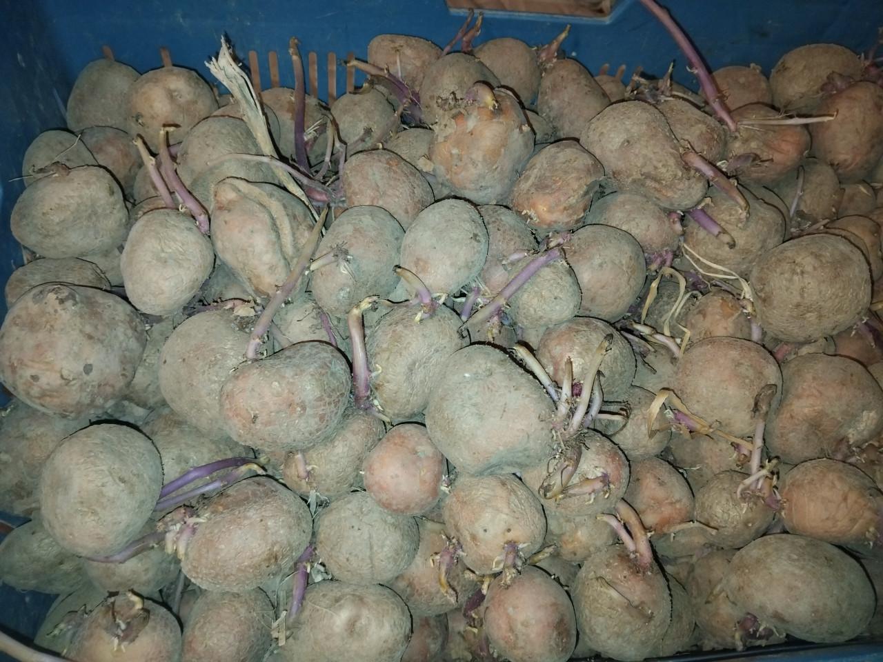 Bildtstar pootaardappelen