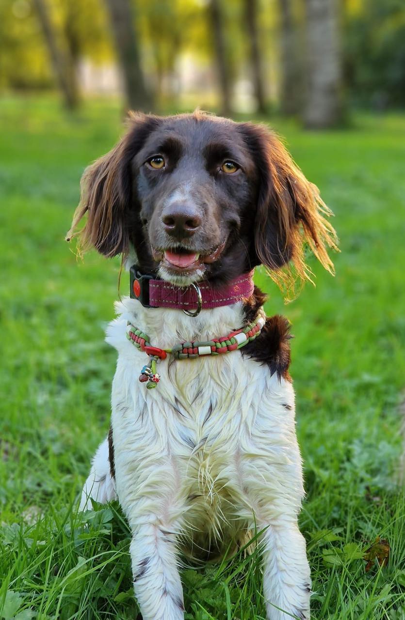 Heidewachtel teefjes