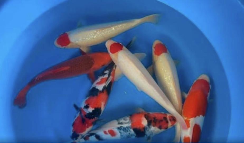 Koi nisai maruhiro mix