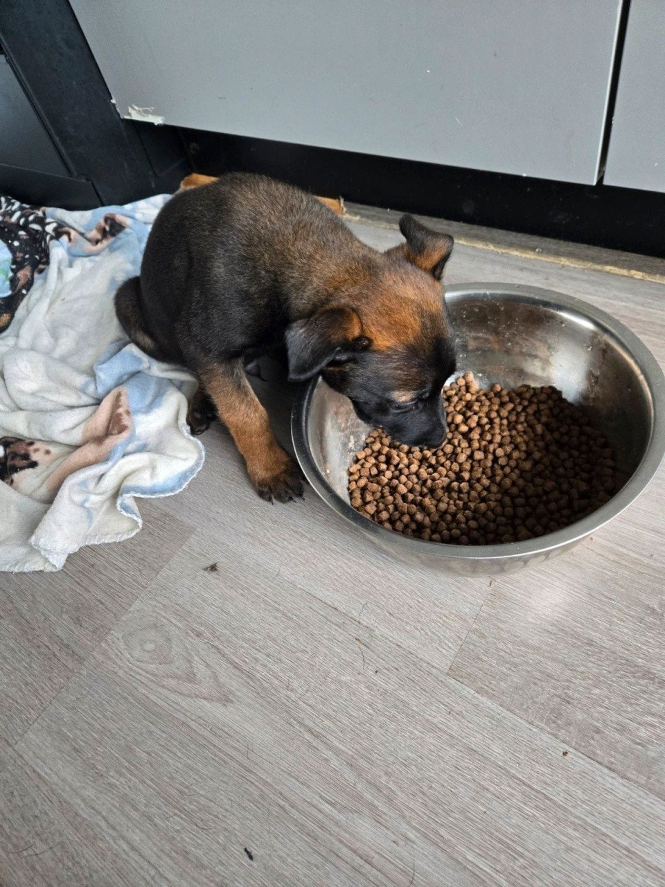 Mechelse herder pup