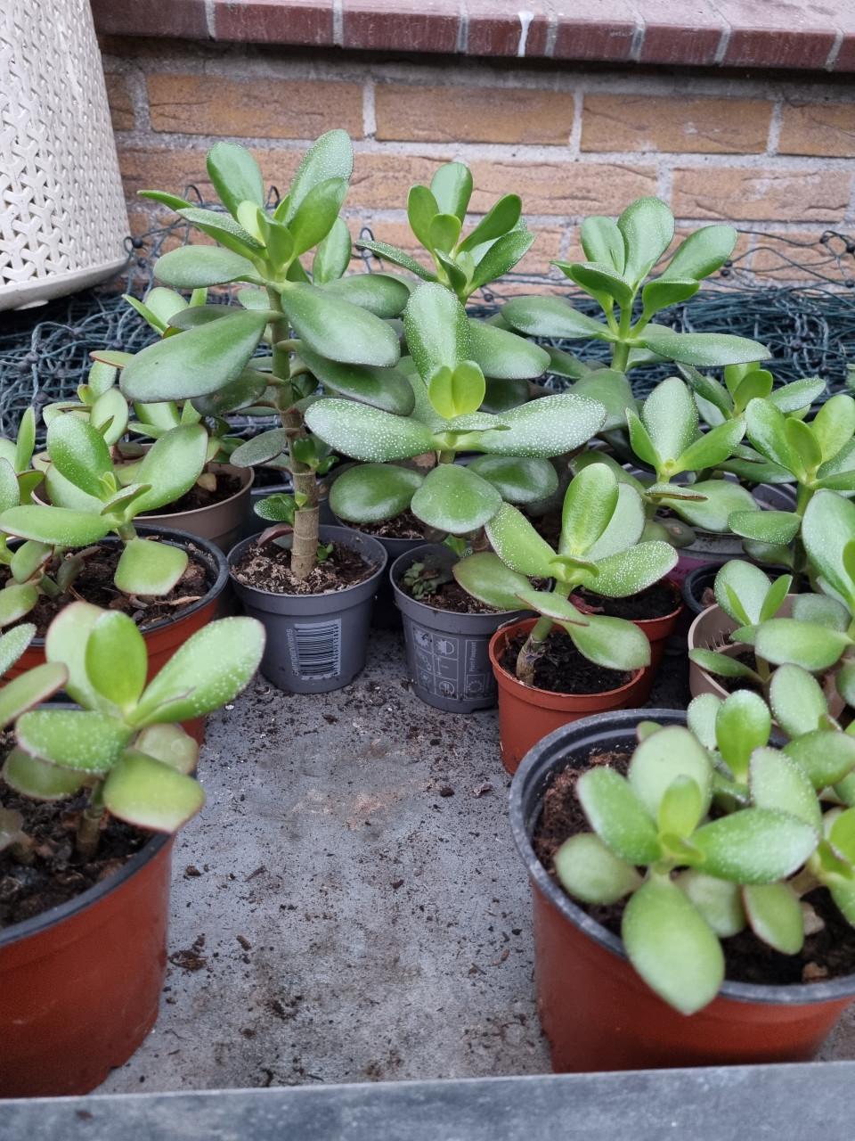 Vetplanten - jadeplanten