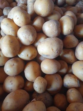 Aardappele Krieltjes
