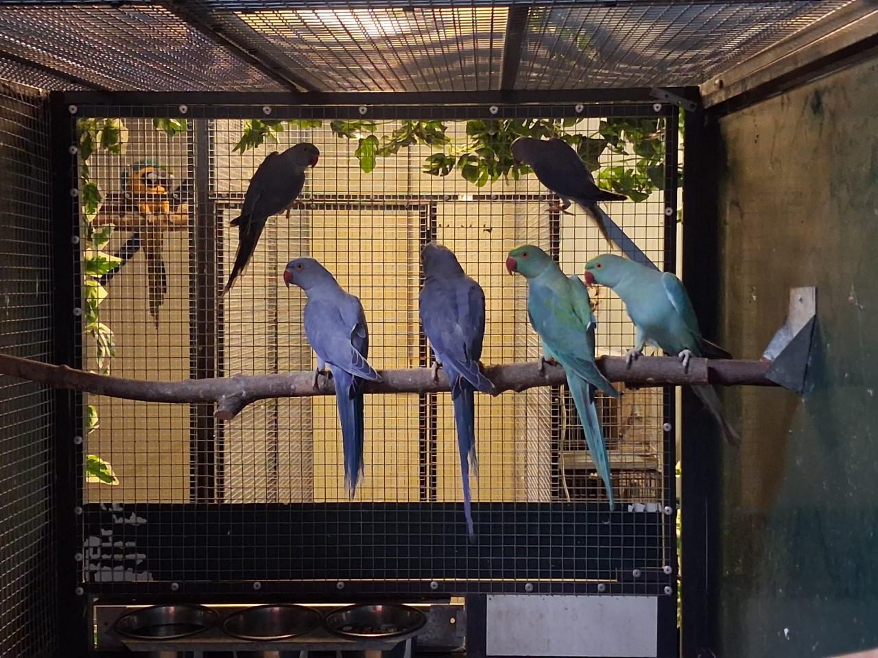 4-2 Halsbandparkieten violet, turquoise