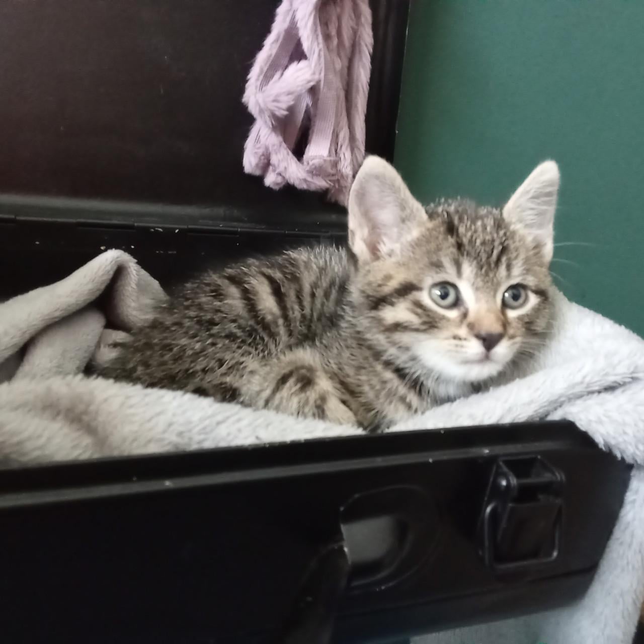 Kittens zoeken gouden mandje 👸