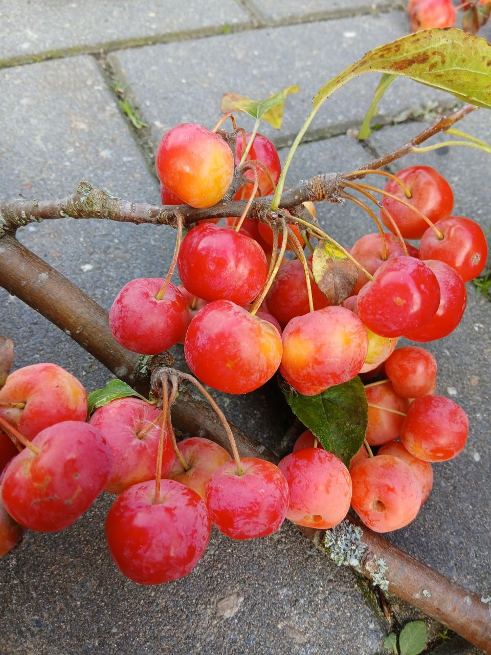 Sierappeltjes